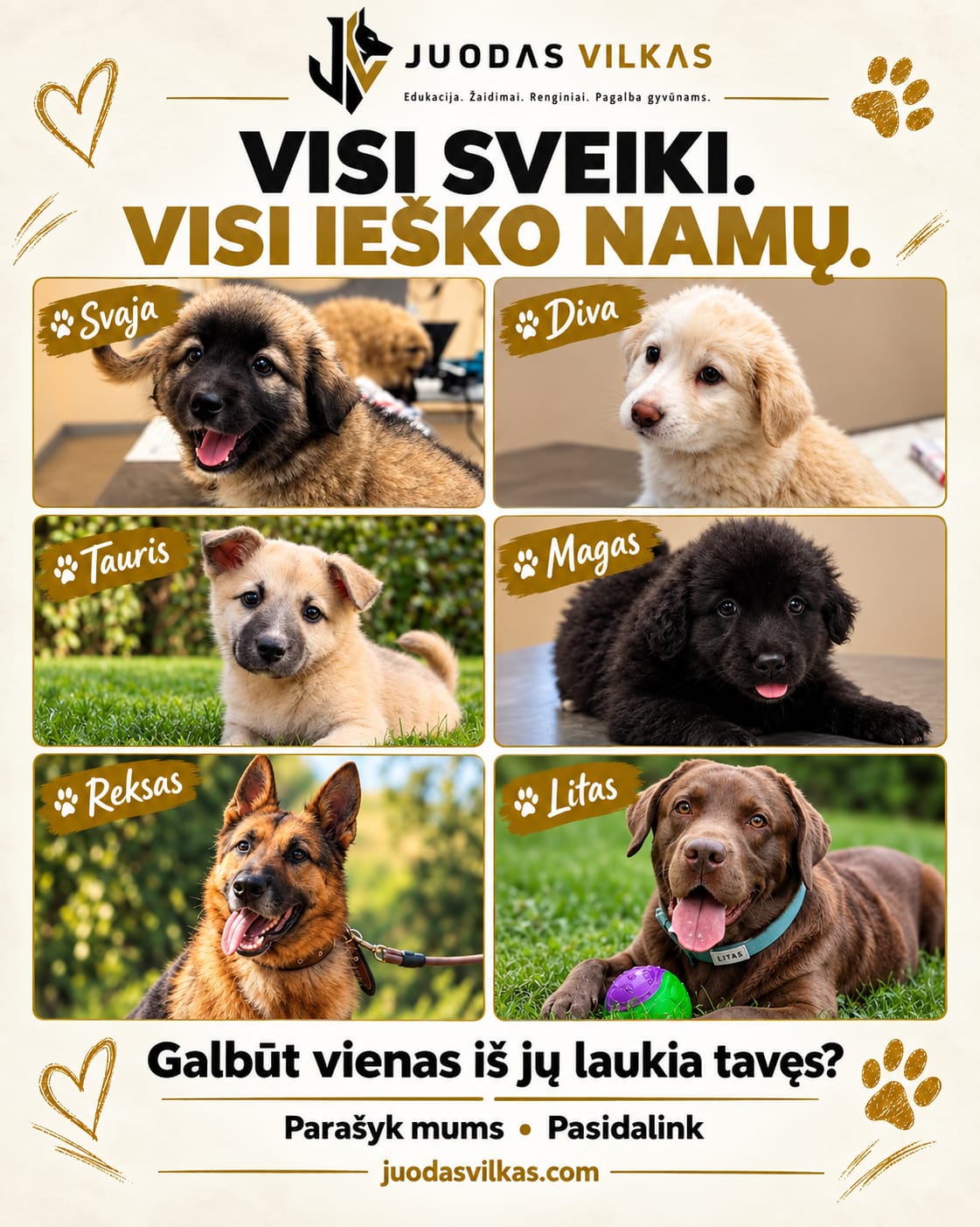 Svaja, Diva, Tauris, Magas, Reksas ir Litas – Juodas Vilkas